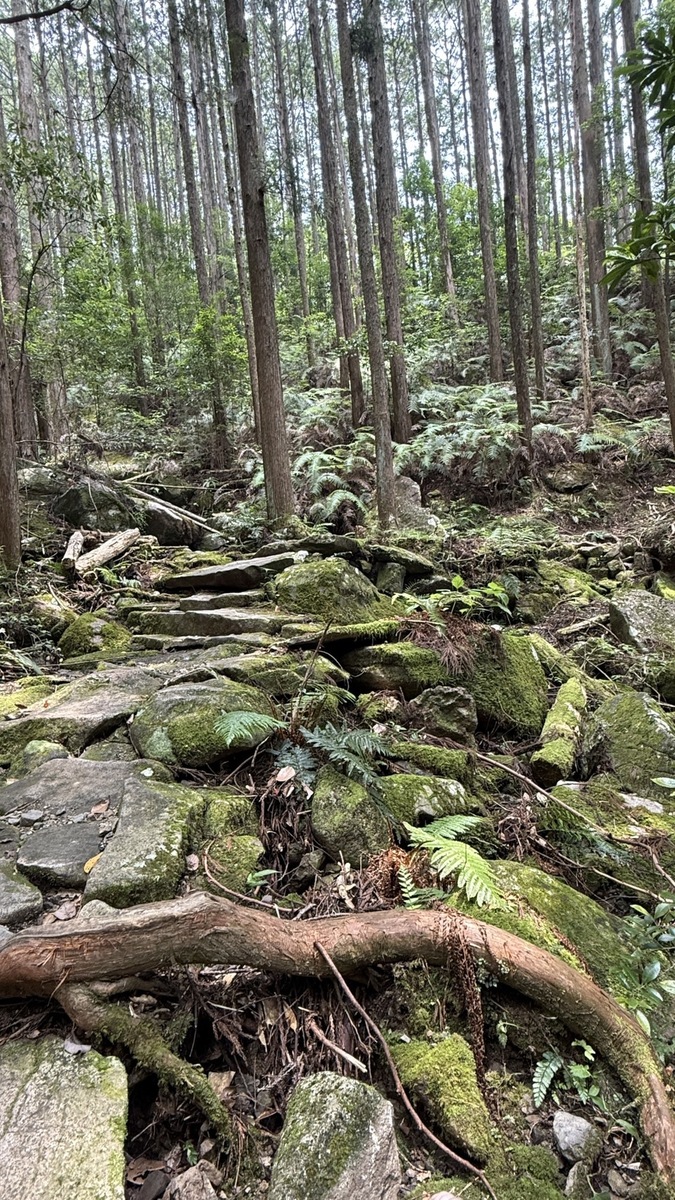 世界文化遺産「熊野古道」と日本三大人工美林「尾鷲ヒノキ」を散策しました(令和7年7月8日)
